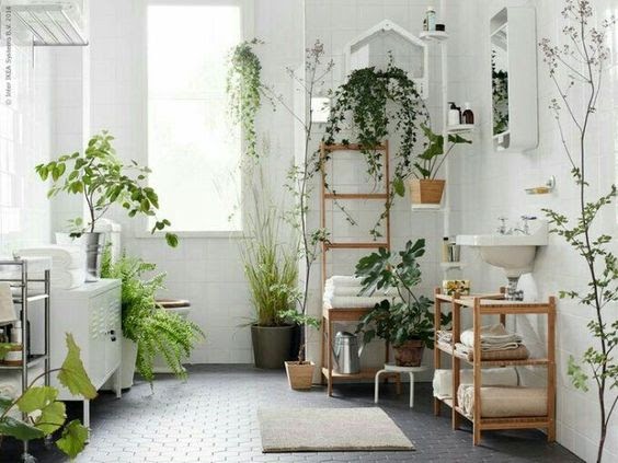 10 ต้นไม้ฟอกอากาศในห้องน้ำ ลดกลิ่นไม่พึงประสงค์ เลี้ยงง่ายน่าปลูก !